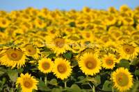 Sunflowers%201.jpg