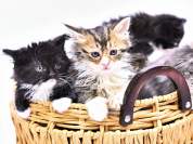 kittens%20in%20basket.JPG